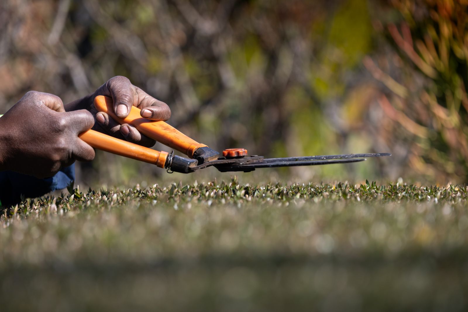 Hands trimming a low hedge with orange-handled hedge shears