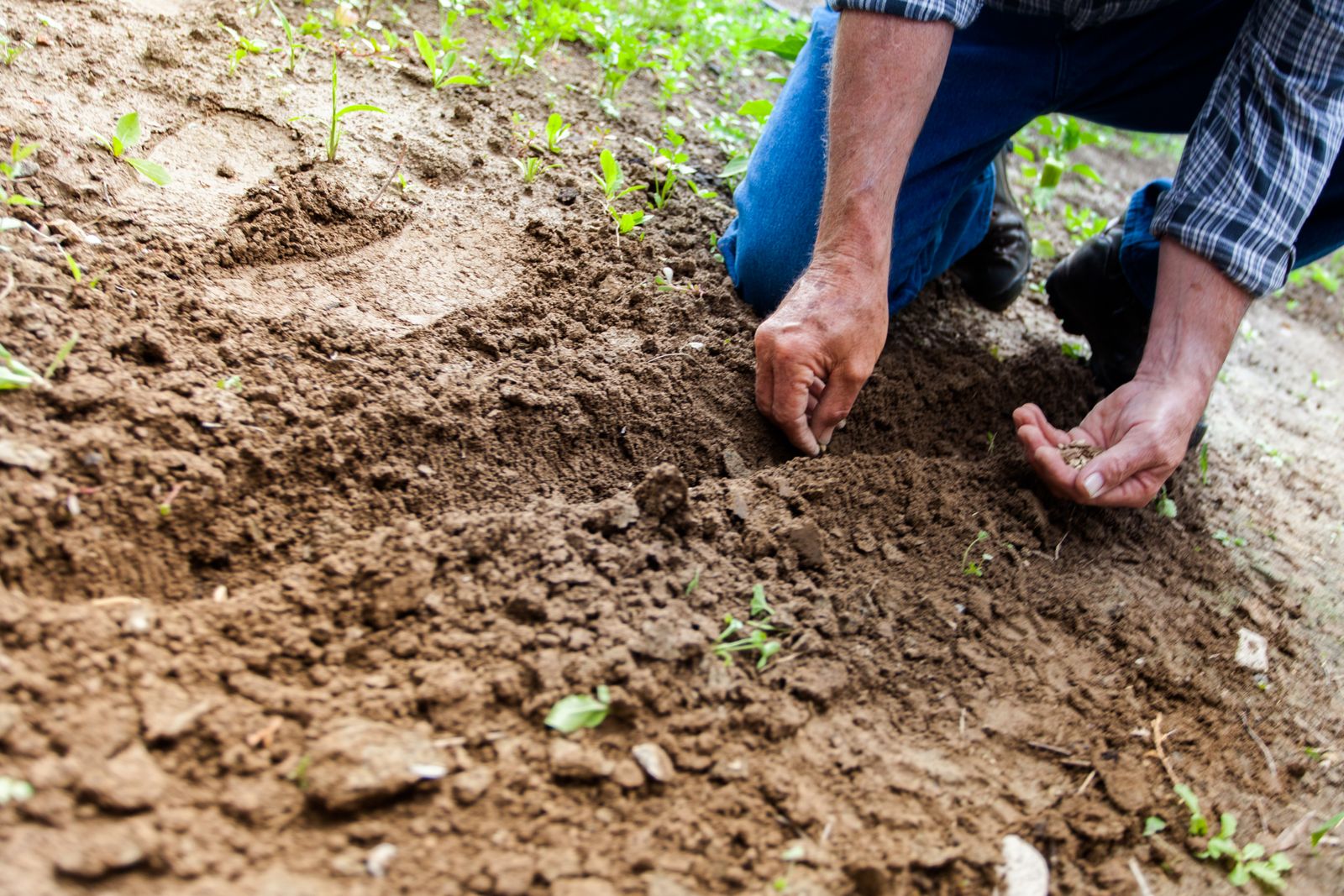 Hands sowing seed into freshly turned soil